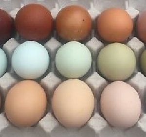 Assorted Chicken