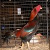 Black Breasted Red Aseel