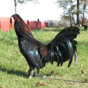 Black Roundhead Gamefowl