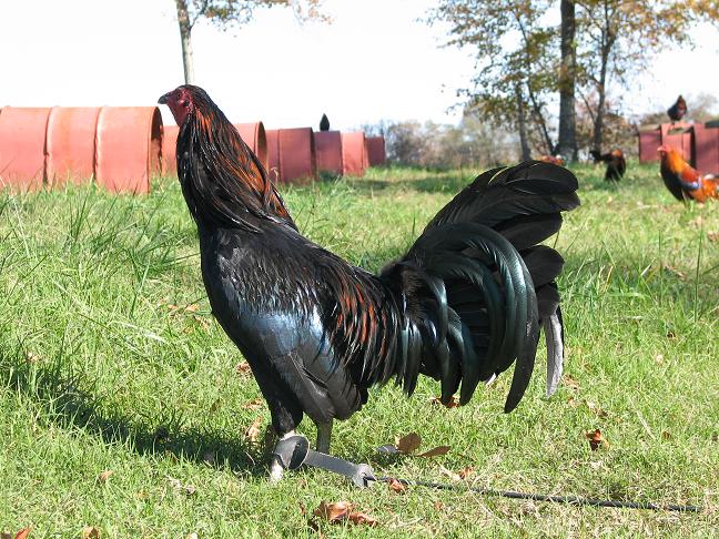Black Roundhead Gamefowl