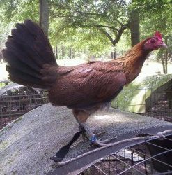 Blueface Hatch Gamefowl