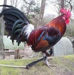 Blueface Hatch Stag