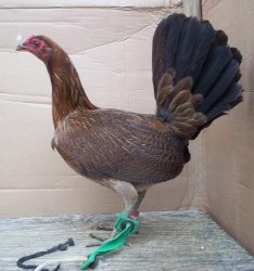 Dark Hatch Fowl