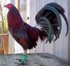 Dark Hatch Gamefowl