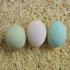 Easter Egger