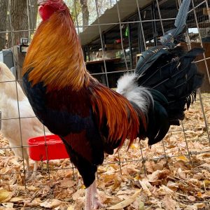 Gleezen Whitehackle Gamefowl