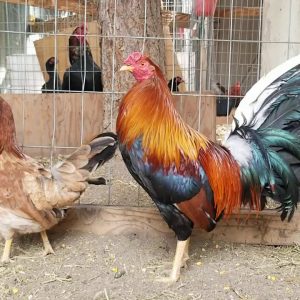 Kearney Whitehackle Gamefowl