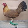 Kelso Fowl