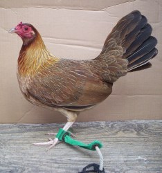 Kelso Fowl