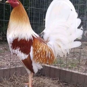 Miner Blue Chickens