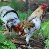 Minor Blue Rooster