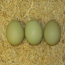 Olive Egger