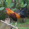 Peruvian Rooster