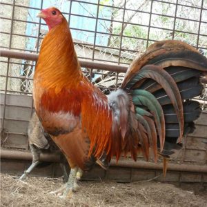 Red Quail Gamefowl