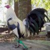 Regular Grey Fowl