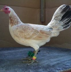 Regular Grey Gamefowl