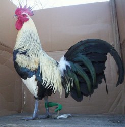 Regular Grey Stag Gamefowl