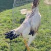 Shamo Roosters