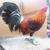 Sweater Stag Gamefowl