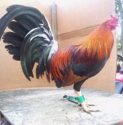 Sweater Stag Gamefowl