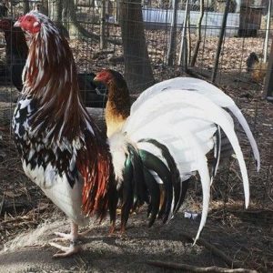 White Hackle Gamefowl