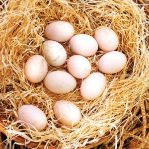 Albany Hatching Eggs