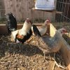Clement Grey Rooster