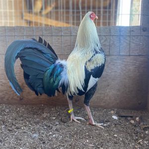 Frost Grey Fighting Fowl