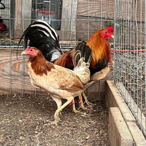 Golden Monkey Sweater Gamefowl