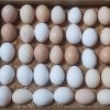 Madigin Claret Hatching Eggs