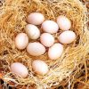 Radio Hatching Eggs