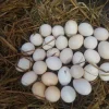 Rat Graves Leiper Hatching Eggs