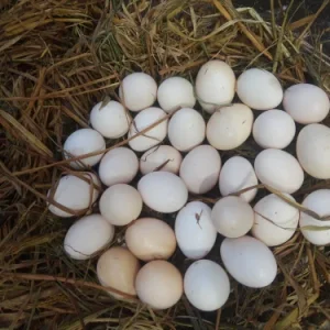Rat Graves Leiper Hatching Eggs