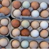 Roundhead Hatching Eggs