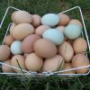 Yellow Leg Hatch Eggs