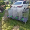 Battery Cage 4 Rule