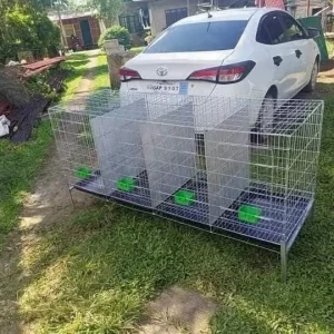 Battery Cage 4 Rule