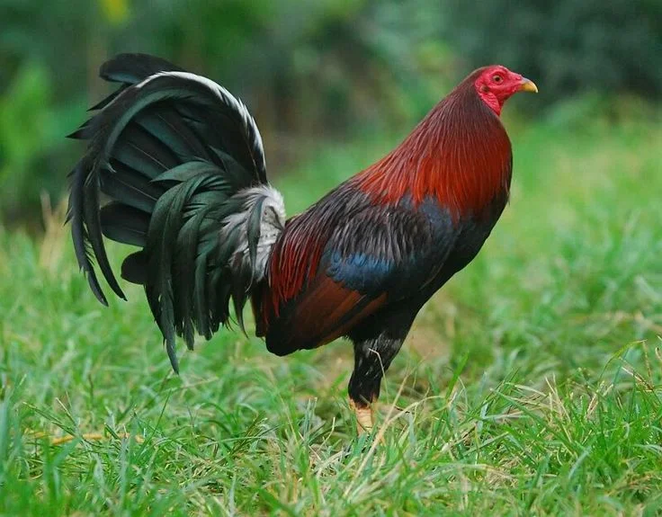 Lieper Hatch Gamefowl