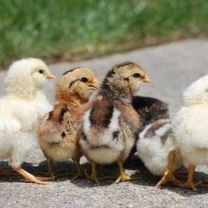 Pure Sweater Chicks