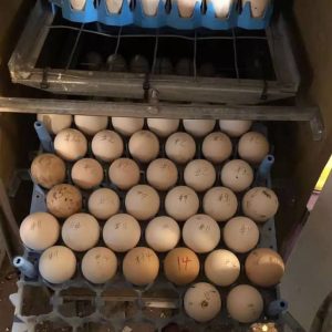 pure sweater eggs