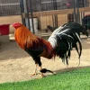 Pure Sweater Gamefowl