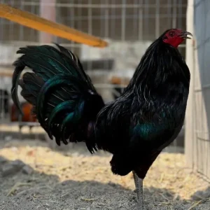 Sid Taylor Gamefowl