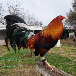 Sweater 5k-5000 Gamefowl