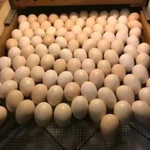 Sweater Possum Eggs