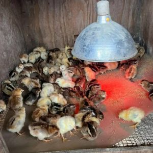 Warhorse Chicks