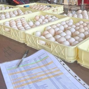 Warhorse Eggs