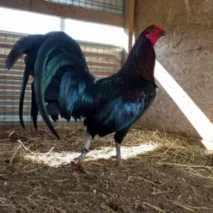 Warhorse Gamefowl