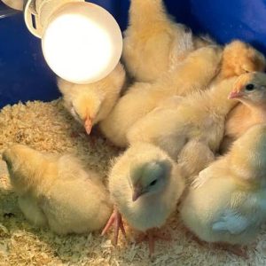 White Kelso Chicks