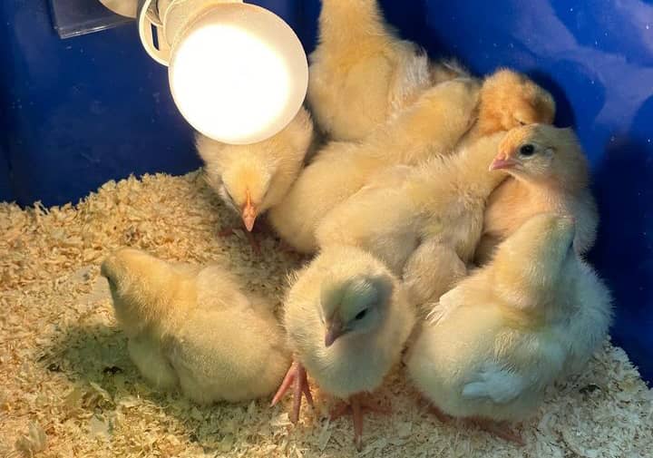White Kelso Chicks